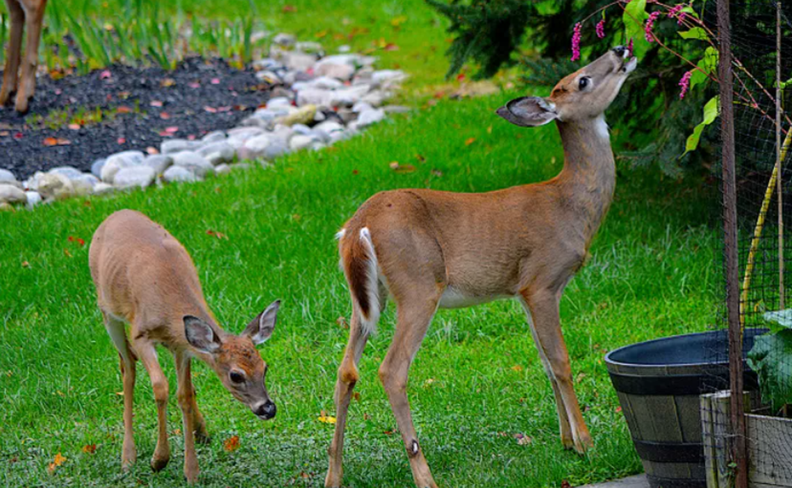 Here’s how to keep deer out of your GA garden for good, according to experts